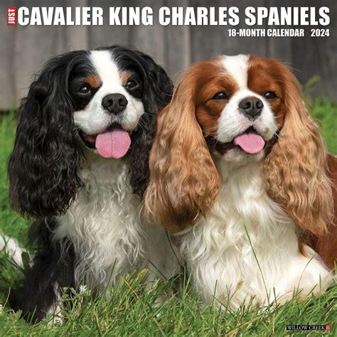 King Charles Cavalier Calendar 2024 - Catie Kristine