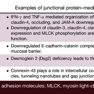 (PDF) Regulation of Intestinal Barrier Function by Microbial Metabolites