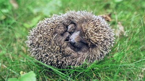 Sleeping Hedgehog Stock Photos, Images and Backgrounds for Free Download