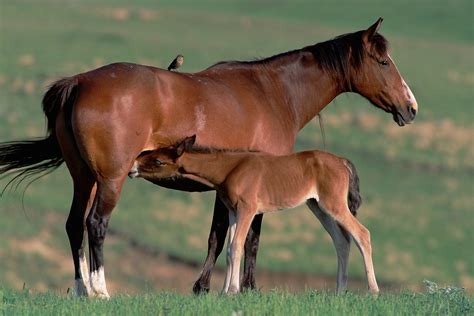 30 Unforgettably Sweet Moments Between Animal Moms and Babies