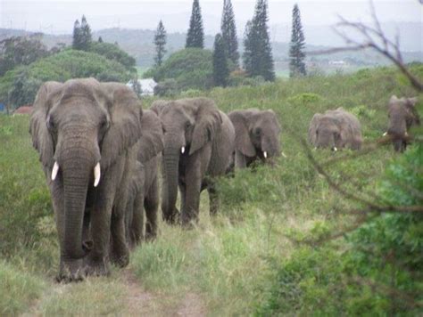 KIM'S SOUTH AFRICA: THULA THULA ELEPHANT WHISPERERS GOODBYE!