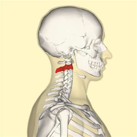 Difference Between Atlas and Axis Vertebrae | Compare the Difference Between Similar Terms