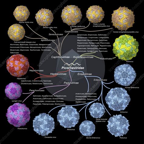 Picornaviridae viruses, illustration - Stock Image - C057/0493 - Science Photo Library