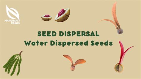 Seed Dispersal: Water Dispersed Seeds - YouTube