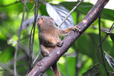 Pygmy Marmoset Facts, Baby, Habitat, Diet, Adaptations, Pictures