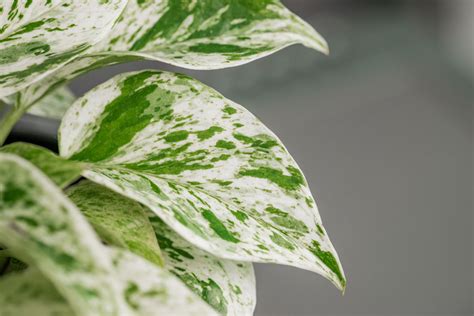 Snow Queen Pothos Ultimate Care Guide: 7+ Tips and FAQ