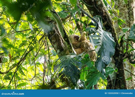 Two-Toed Sloths & X28;Megalonychidae& X29; in Costa Rica Stock Photo - Image of rica ...