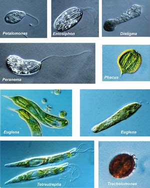 Euglenozoa - microbewiki