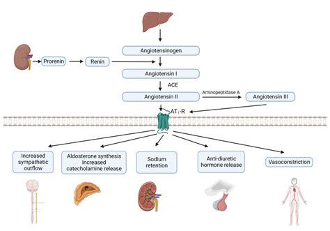 Angiotensin II receptor type 1 – An update on structure