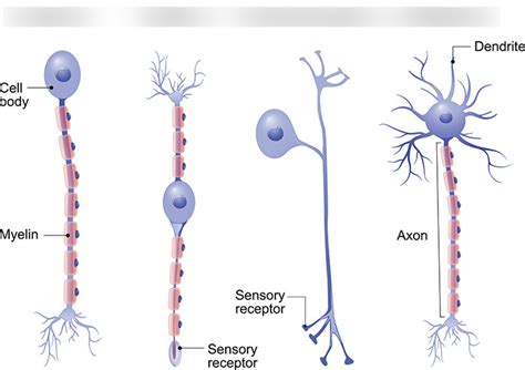 Types of Neurons Diagram | Quizlet