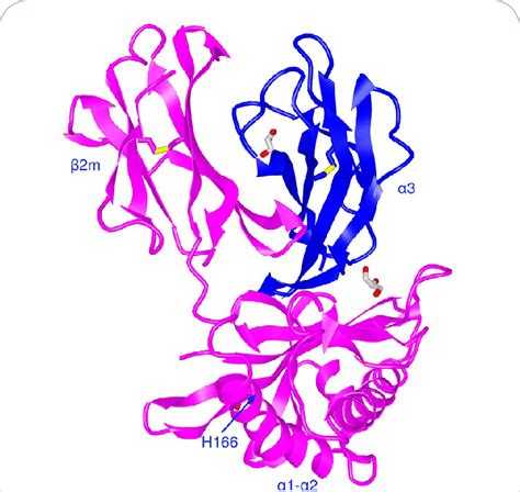 The crystal structure of FcRn at pH3 (PDB ID: 6C97, MMDB ID: 162774)... | Download Scientific ...