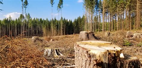 Deforestation Free Stock Photo - Public Domain Pictures