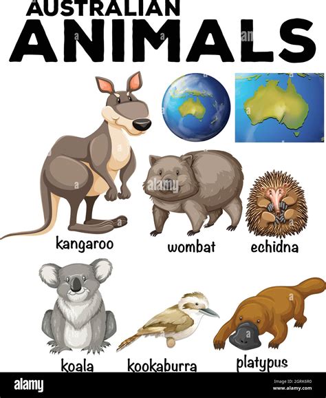 Australian wild animals and Australia map Stock Vector Image & Art - Alamy