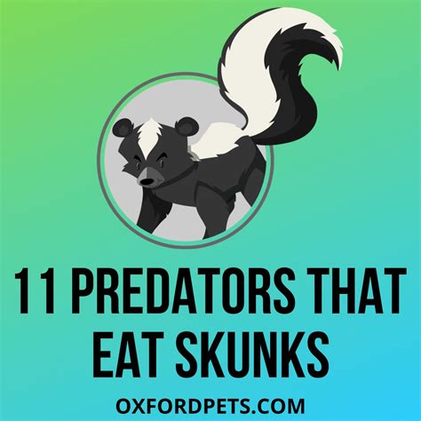 Which Animals Eat Skunks? (11 Predators list) - Oxford Pets