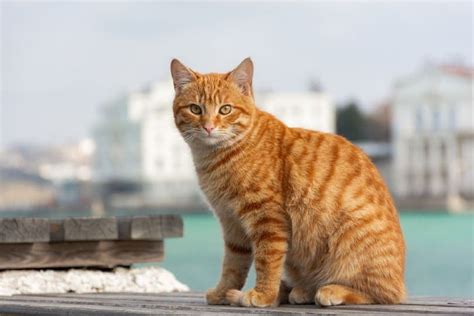 15 Fascinating Facts About Red Tabby Cats - Catster