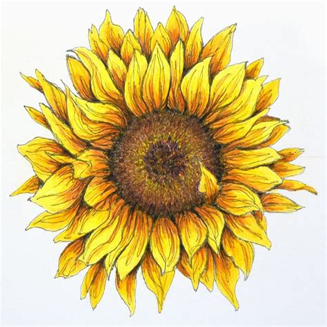 Sunflower in pen and colored pencil | Sunflower artwork, Sunflower drawing, Sunflower art