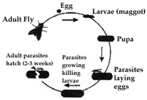 Fly Parasites are nature’s original method of fly control.