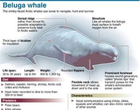 Beluga Whale Anatomy - Abba Humananatomy