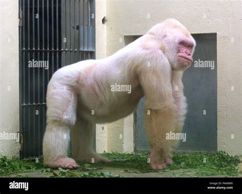 Copito de nieve, gorila albino. Zoológico de Barcelona Stock Photo - Alamy