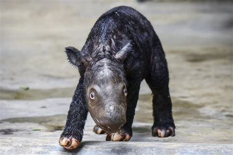 Un rinoceronte de Sumatra en peligro crítico de extinción llamado Delilah da a luz con éxito en ...