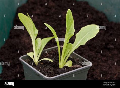 Young Little Gem lettuce plants growing in a plant pot Stock Photo - Alamy