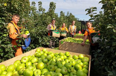 Broadwater Farm - Job - Summer Fruit Picking