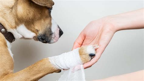 Why is My Dog Limping? 6 Possible Causes. - Affordable Pet Insurance ...