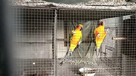 Sun conure birds breeding perfect cage size. - YouTube