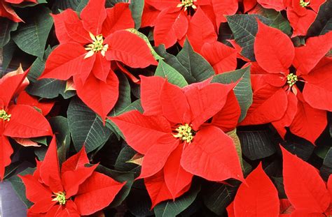 The Plant of Christmas: The Poinsettia | Mobile Ranger