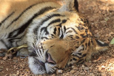 Tiger sleeping stock photo. Image of relaxation, serene - 27531236