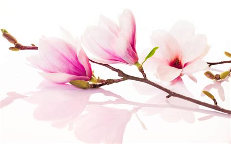 Magnolia Wallpaper - WallpaperSafari