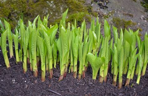 Blog.Sunset Hosta Farm.com: All About Hostas -- Hostas 101