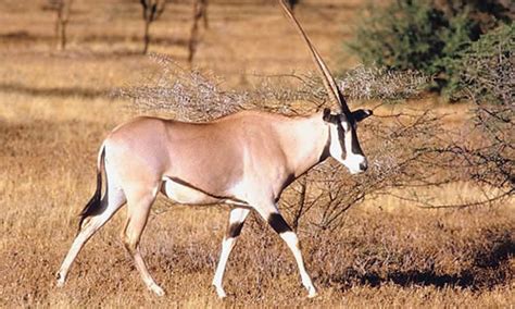 Oryx (Antelope) Facts, Diet & Habitat Information