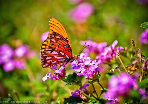 Native mesquites are foodplants for hairstreaks, feather tree for ...