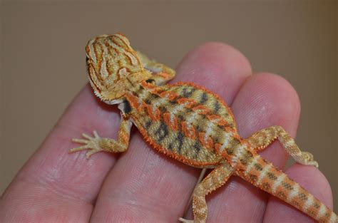 Bearded Dragon Photos | Bearded dragons for sale