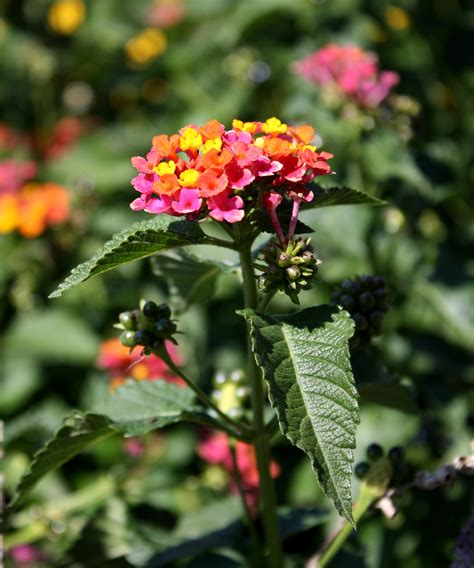 Butterfly Bush Flowers – Photos Public Domain