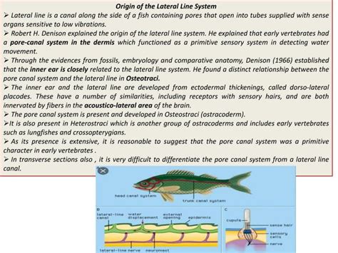 Lateral line system