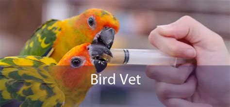 Bird Vet - Emergency Exotic Avian Vet Near Me