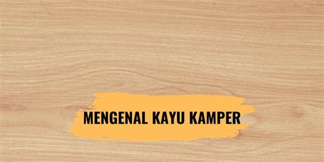 Mengenal Kayu Kamper, Kayu Dengan Aroma yang Khas - Rakayu