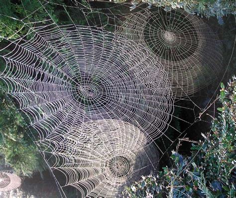 Webs of Wyrd... | Spider web, Spider art, Beautiful nature