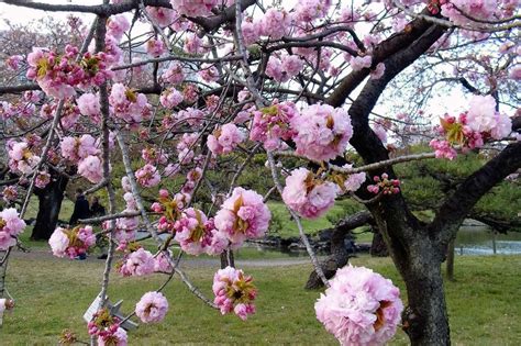 Sakura season in Kyoto: ontdek het traditionele Japan | Kyoto, Sakura ...