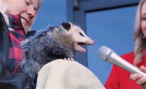 An opossum interview : r/funny