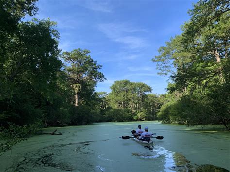 Cruising Ebenezer Creek : r/Kayaking