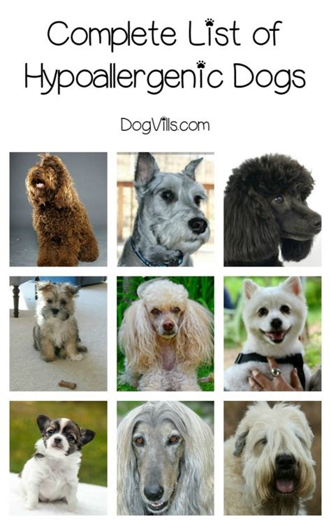 Complete List of Hypoallergenic Dog Breeds