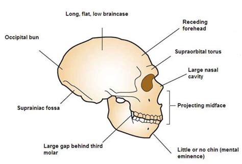 The Origins of Neanderthal DNA in your Genes