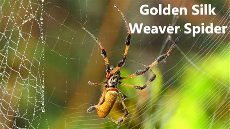 Golden Silk Orb Weaver Spider 🕷️ Spinning a Web Documentary - YouTube