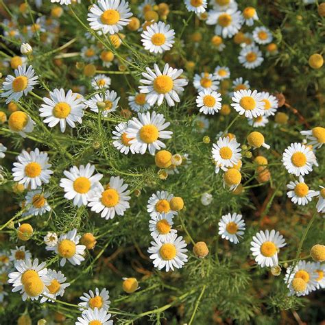 Chamomile (Wild or German) seeds | Thompson & Morgan