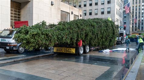 How did Rockefeller Center select the centerpiece Christmas tree from ...