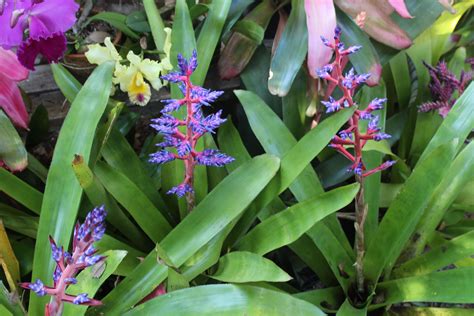 3 blooming Blue Tango's. Blue Tango is a cultivar of the genus Aechmea ...