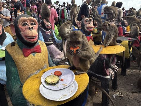 Monkeys in central Thailand city mark their day with feast – Metro US